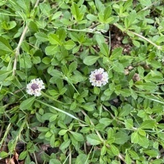 ヒメイワダレソウのピンク花苗ください❣️