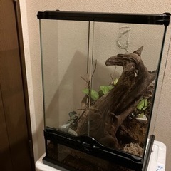 【本日まで】エキゾテラ　3045