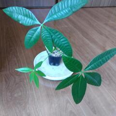 観葉植物