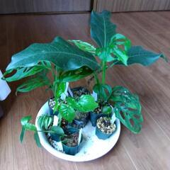 観葉植物