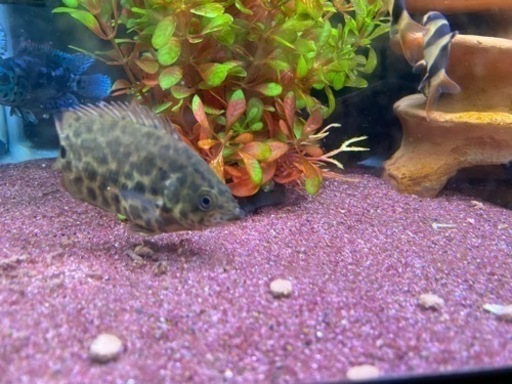 レオパードクテノポマ　熱帯魚
