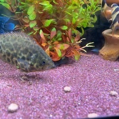 レオパードクテノポマ　熱帯魚