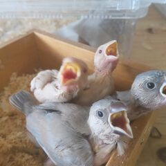 シルバー文鳥、シナモン文鳥