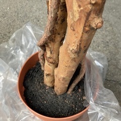 生活雑貨 家庭用品 ガーデニングの画像