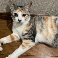 1才パステル三毛猫ちゃん