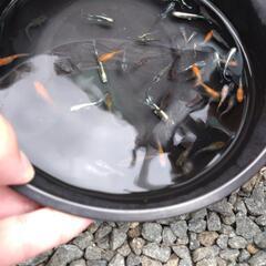 ミックスめだかの画像