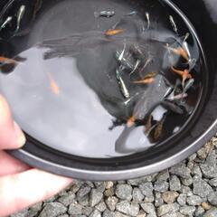 ミックスめだか
