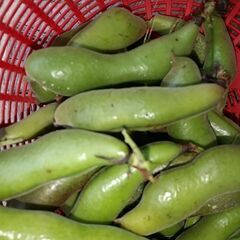 早い者勝ちです🌱残り100ぐらいになりました。食べ頃です😋１本１...