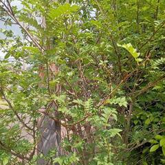 木の芽 山椒の葉 新芽50枚