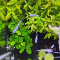 【交渉中】幹之系ミックス 20匹500円