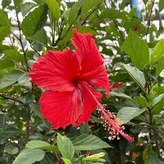 植物　ハイビスカス(仏桑花）