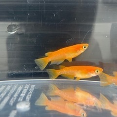 大和紅帝メダカの画像