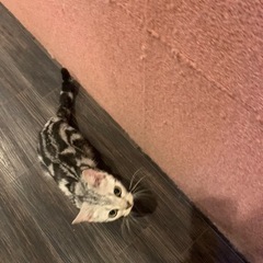 猫好きな方一緒猫カフェ行きませんか？ − 京都府