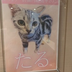 猫好きな方一緒猫カフェ行きませんか？ - 京都市