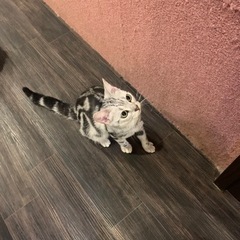 猫好きな方一緒猫カフェ行きませんか？ - メンバー募集