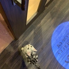 猫好きな方一緒猫カフェ行きませんか？