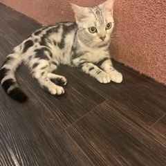猫好きな方一緒猫カフェ行きませんか？ - 友達