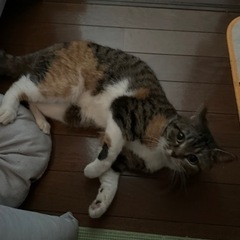 スコティッシュ(立ち耳) 訂正
