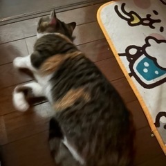 スコティッシュ(立ち耳) 訂正 - 小山市