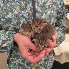 4月25日に生まれた子猫の里親さんを探しています。