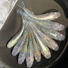 ★極上ラメミックス★【高級ラメミックス】サイズＭ(2,0cm～)10匹