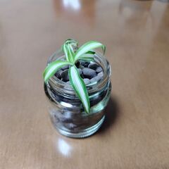 オリヅルラン　植物　観葉植物