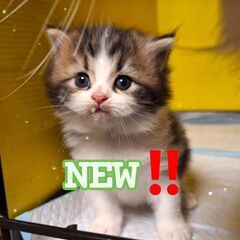 6/1（土）猫ちゃん達のお見合い(⋈◍＞◡＜◍)。✧♡ (譲渡会...