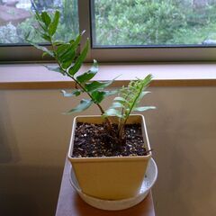 観葉植物、野生のシダです