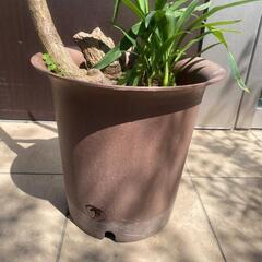 観葉植物☆木の画像