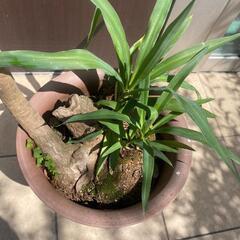 観葉植物☆木の画像
