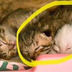 生後1ヶ月の子猫ちゃんの里親募集！
