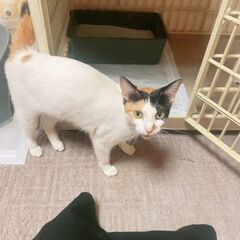 メスの三毛猫の里親探してます！