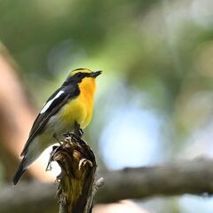 【野鳥観察会】森戸川＠葉山