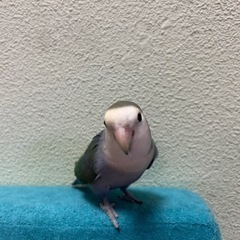 コザクラインコ　(2才)  募集停止