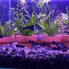 アクアリウム　熱帯魚　グッピー　フルブラック