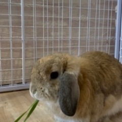 生牧草（イタリアンライグラス）100gの画像