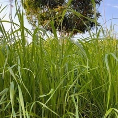 生牧草（イタリアンライグラス）100gの画像