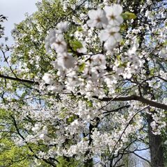 低登山やウォーキング行きませんか - 札幌市