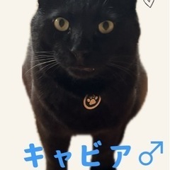*•.:*+クマさんのような黒猫、キャビア:.•*:•*+•:.:•*