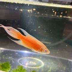 フルゴールドパラダイスフィッシュ♂（成魚）