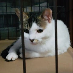さくらちゃん　3才
