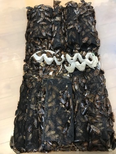 デュビア1ケース