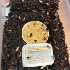 レッドローチ1ケース