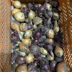 売り切れ次第終了！　無農薬　収穫したての玉ねぎ5キロ＋数個お付け...