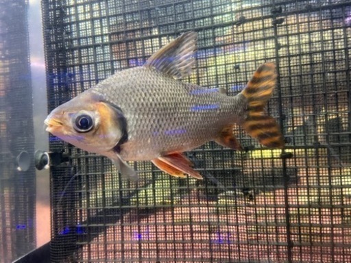 カラープロキロダス　カラプロ　熱帯魚　淡水