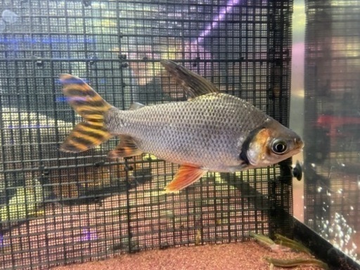 カラープロキロダス　カラプロ　熱帯魚　淡水
