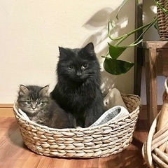 親子一緒に迎えて下さる方に　☆つばき（１才メス）とつばめ（２ヶ月オス）