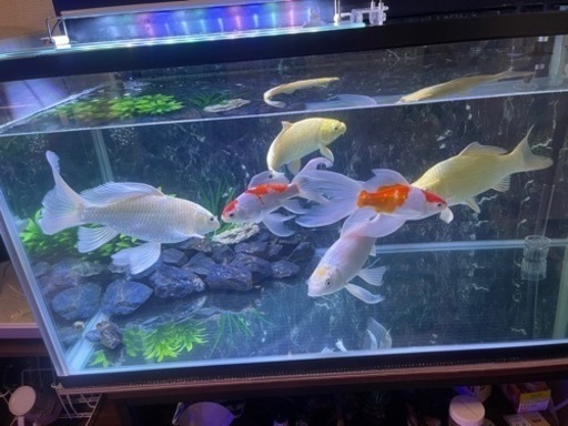 KOTOBUKI 水槽900セット、ヒレナガ錦鯉　、鯉