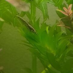 ミナミヌマエビと水草の画像