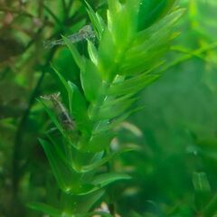 ミナミヌマエビと水草